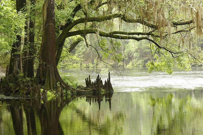 MIAMI: Everglades Airboat, Wildlife Gator Show and Pick-up - The Wildlife Presentation and Gator Show: Short, Focused, and Family-Friendly