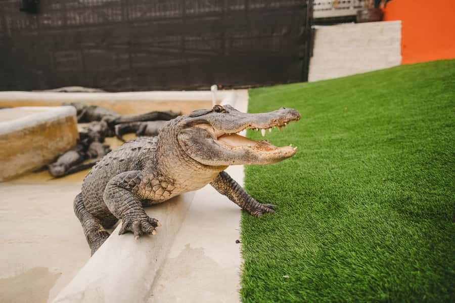 Miami: Everglades Experience, Bay Cruise & Open-Top Bus Tour - Key Things You’ll Want to Know Before You Go
