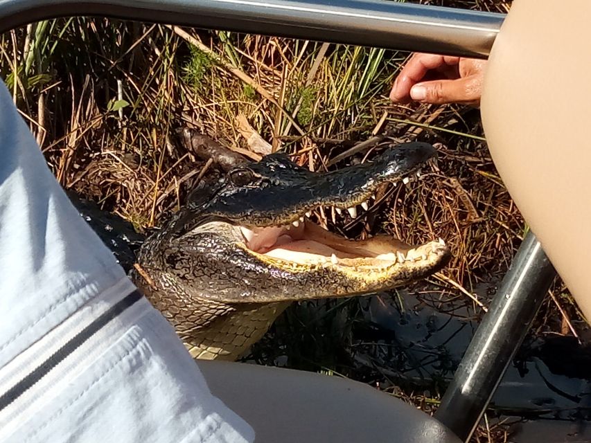 Miami: Everglades Full-Day Tour with 2 Boat Trips and Lunch - The airboat ride through the River of Grass: loud, fast, and wildlife-first