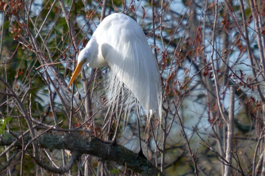 Miami: Everglades Full-Day Tour with 2 Boat Trips and Lunch - Everglades City lunch break: fuel without losing momentum