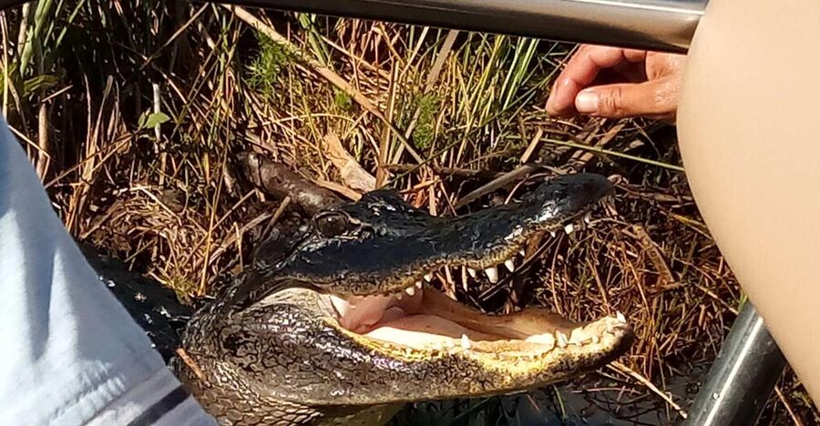 Miami: Everglades Full-Day Tour with 2 Boat Trips and Lunch - Trading post, smallest post office, and local art stops