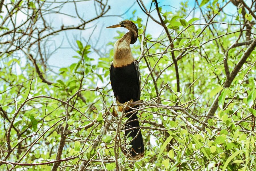 Miami: Everglades National Park Airboat Tour & Wildlife Show - Wildlife Viewing Breaks: How to Spot Without Getting Caught Up