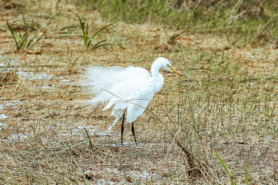 Miami: Everglades National Park Airboat Tour & Wildlife Show - The 30-Minute Alligator & Wildlife Show: Action With Explanations
