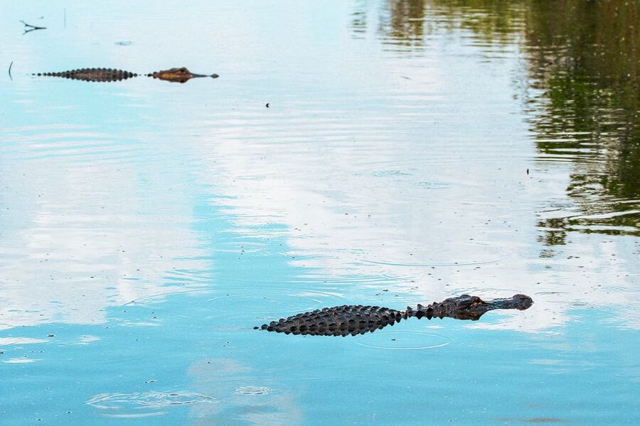 Miami: Everglades National Park Airboat Tour & Wildlife Show - Price and Value Math: $42 Plus the $8 Park Entry