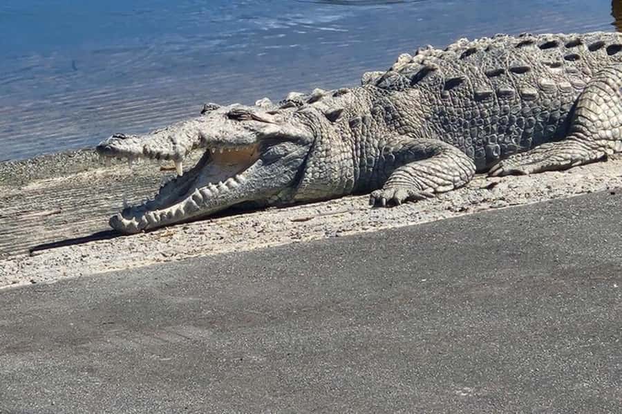 Miami: Everglades National Park Hiking and Kayaking Day Trip - The wet part: a 2-hour kayak that changes what you can see