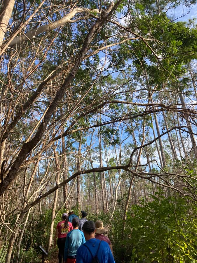 Miami: Everglades National Park Hiking and Kayaking Day Trip - Picnic lunch with vegan and vegetarian options, plus snacks and drinks