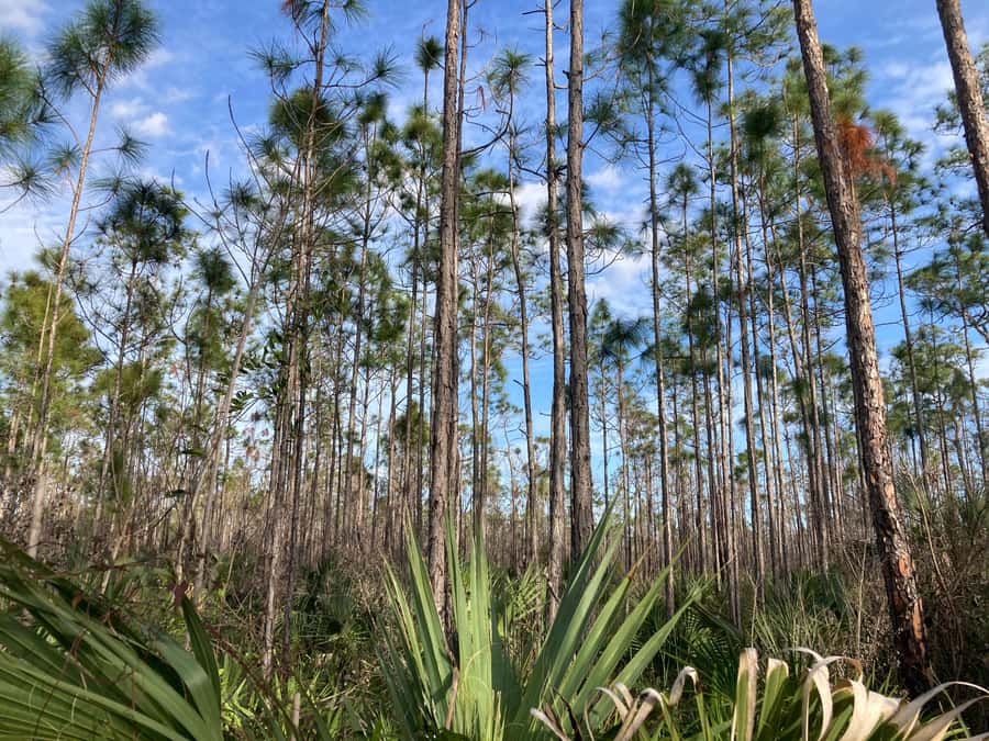 Miami: Everglades National Park Hiking and Kayaking Day Trip - Price and value: what $285 includes (and why that matters)
