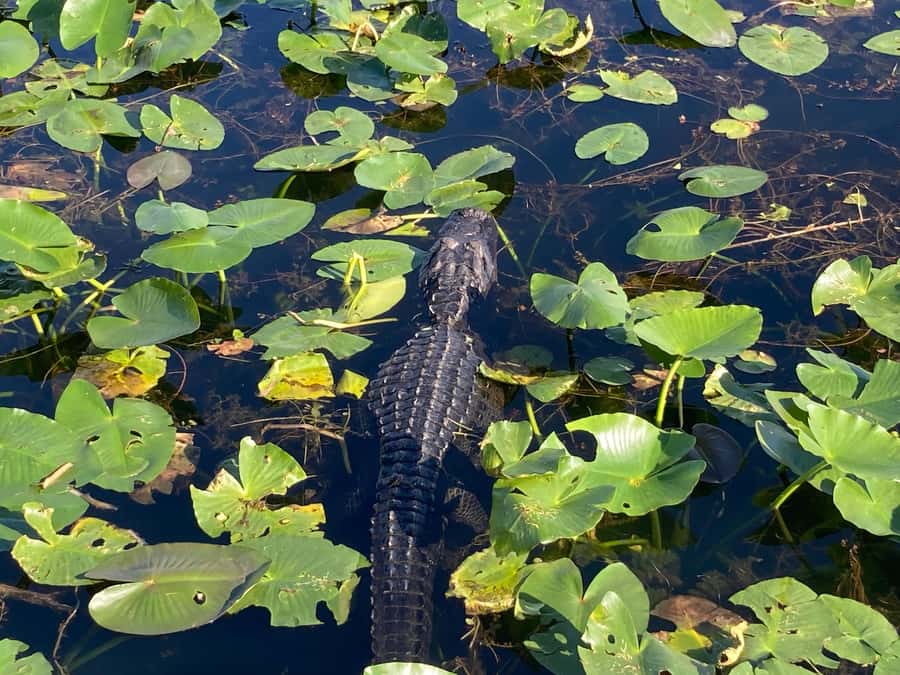 Miami: Everglades National Park Hiking and Kayaking Day Trip - Who this Everglades day trip suits best