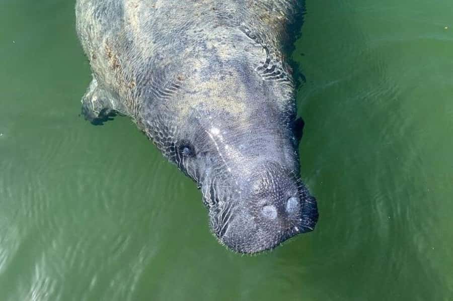 Miami: Everglades National Park Hiking and Kayaking Day Trip - Two guided hikes: land trails that match different Everglades habitats