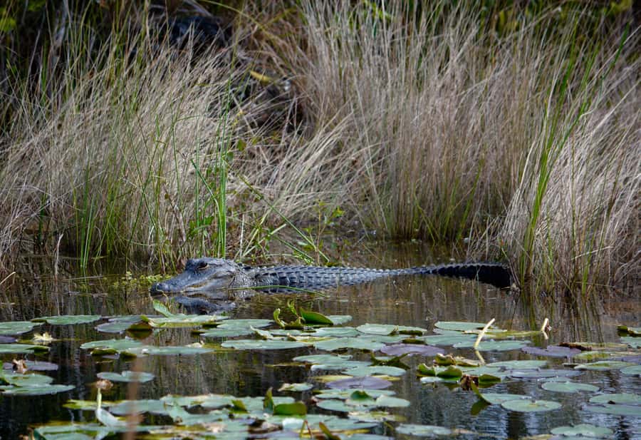 Miami: Everglades River of Grass Small Airboat Wildlife Tour - Key points to know before you go