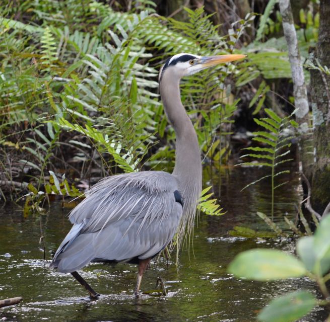 Miami: Everglades River of Grass Small Airboat Wildlife Tour - The cruise itself: glide, then stop for wildlife up close
