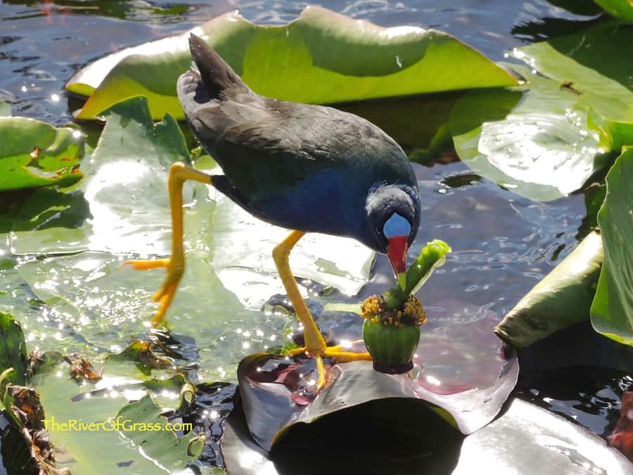 Miami: Everglades River of Grass Small Airboat Wildlife Tour - Small private boat (up to 6): why that changes everything