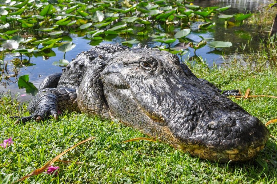 Miami: Everglades Safari Park Airboat Tour - Key things to know before you go