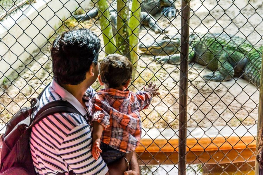 Miami: Everglades Safari Park Airboat Tour - Timing tips: when to go for better sightings and easier crowds