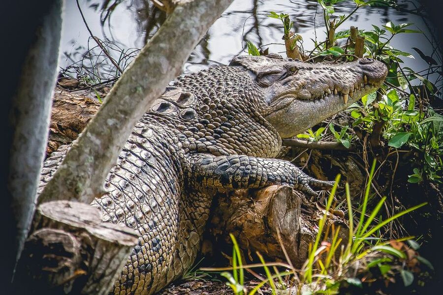 Miami: Everglades Safari Park Airboat Tour - Should you book the Miami Everglades Safari Park Airboat Tour?