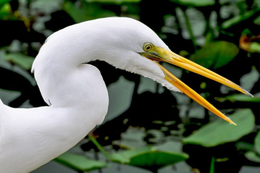 Miami: Everglades Safari Park Airboat Tour - The airboat ride: what the captain is actually doing