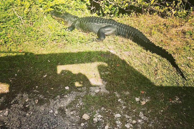 Miami & Florida Everglades Adventure Package - Wynwood Walls in 15 Minutes: Street Art Without the Time Tax