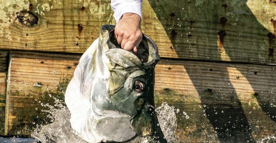 Miami: Giant Fish Feeding Experience - Key things to know before you go