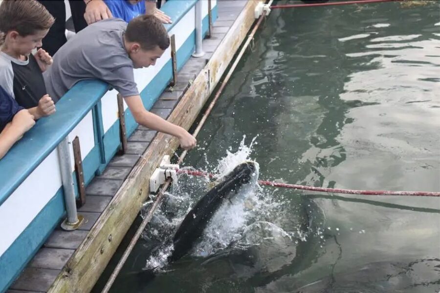 Miami: Giant Fish Feeding Experience - Hand-feeding tarpon with feeder handles (and why they matter)