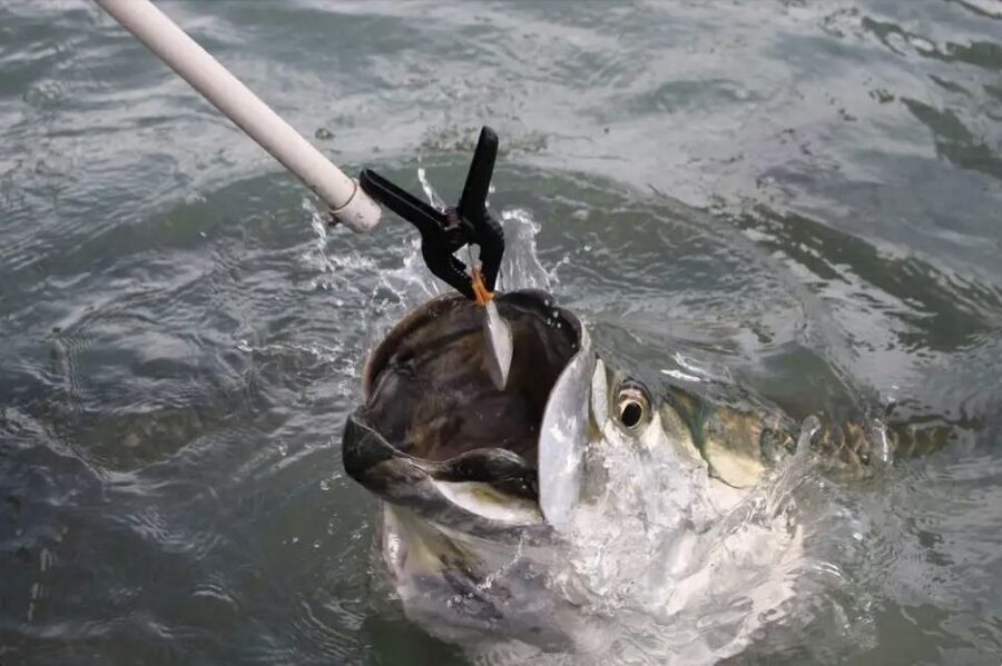 Miami: Giant Fish Feeding Experience - When you might get wet: what to expect from Bayside Bay