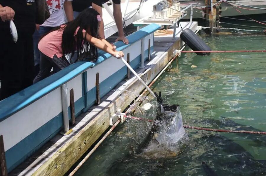 Miami: Giant Fish Feeding Experience - Price and value: is $20 per person worth it?