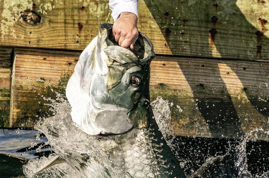 Miami: Giant Fish Feeding Experience - The 20-dollar setup: what you actually get