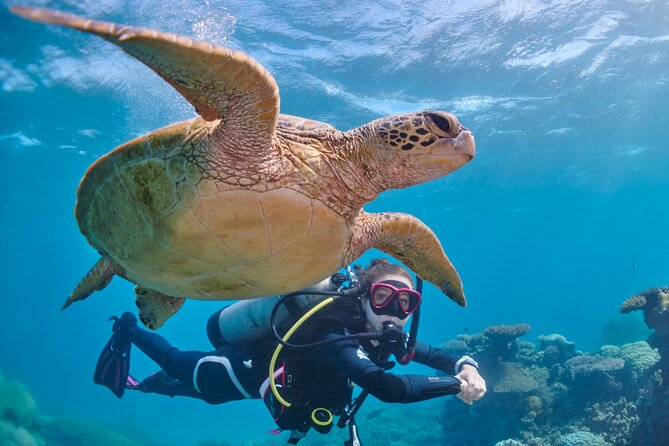 Miami Guided 2-Tank Scuba Diving: South Florida’s Reefs & Wrecks - What This 2-Tank Morning In Miami Really Delivers