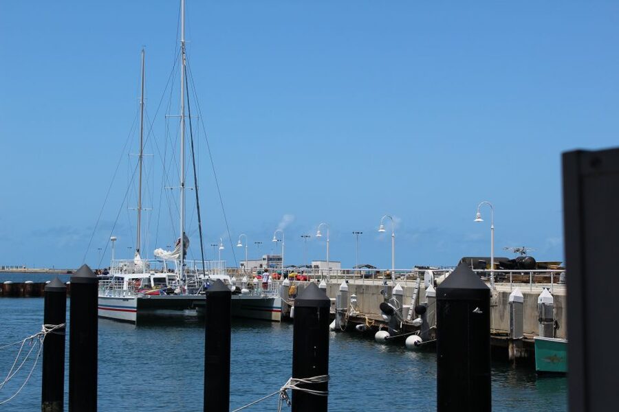 Miami: Key West Boat Tour w/ Optional Snorkeling & Open Bar - What You’ll See Underwater (and How to Improve Your Odds)