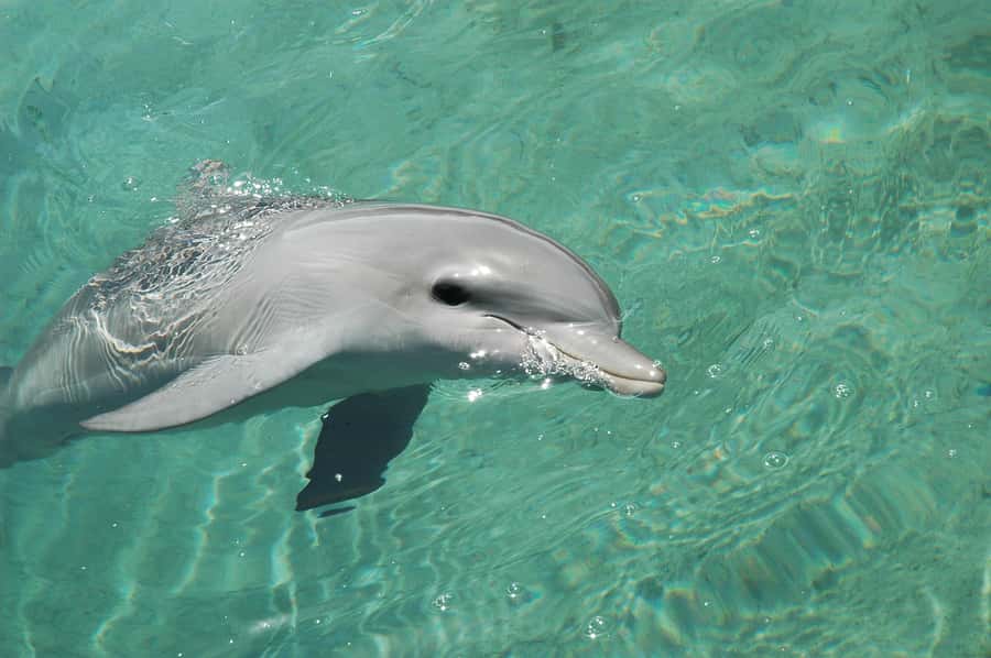 Miami: Key West Dolphin Watch or Snorkel Boat with pickup - My Booking Advice: Should You Book It?
