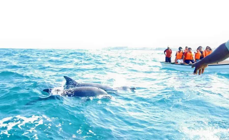 Miami: Key West Dolphin Watch or Snorkel Boat with pickup - Choose Your Water Time: Dolphin Watch, Snorkel Tour, or Glass-Bottom Reef Ride