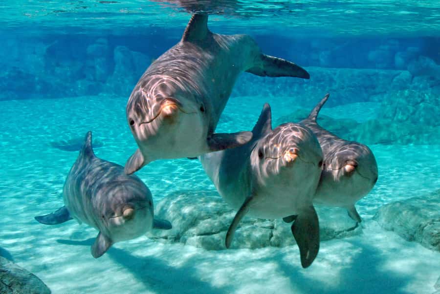 Miami: Key West Dolphin Watch or Snorkel Boat with pickup - What These Boat Hours Feel Like on the Water