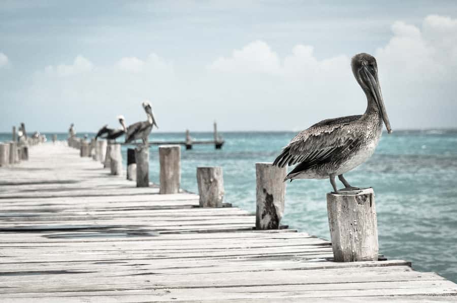 Miami: Key West Dolphin Watch or Snorkel Boat with pickup - Who This Tour Is Best For