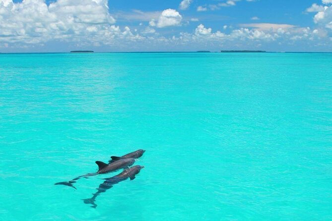 MIAMI: Key West Dolphin Watch Tour - Price and value at $89.25: what you’re paying for