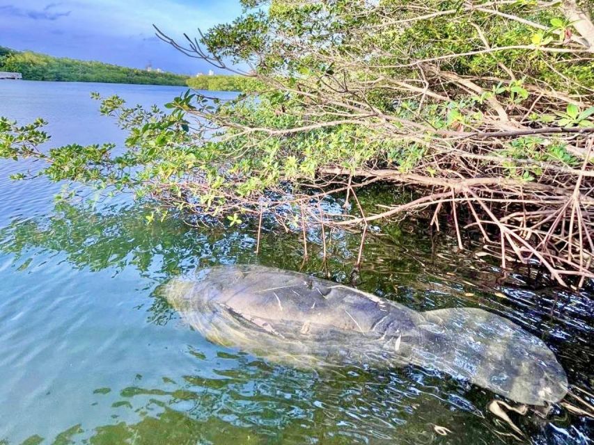 Miami: Manatee Season Paddleboard or Kayak Tour - Who this tour fits best (and who should skip it)