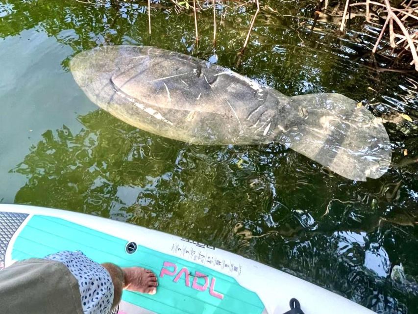 Miami: Manatee Season Paddleboard or Kayak Tour - The water route: Lamar Lake, Biscayne Bay, and skyline time