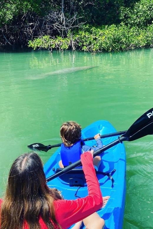 Miami: Manatee Season Paddleboard or Kayak Tour - What you might actually see: manatees, dolphins, rays, and herons