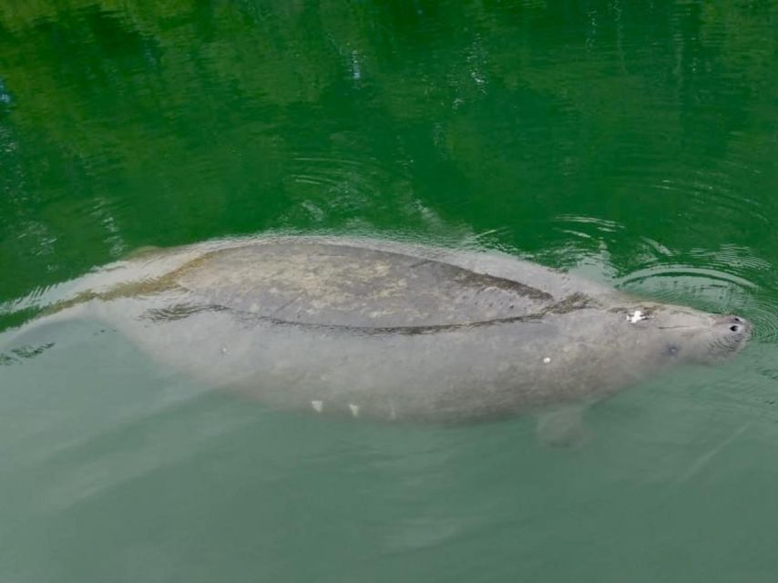 Miami: Manatee Season Paddleboard or Kayak Tour - Manatee season timing (Nov to Apr) and what changes outside it