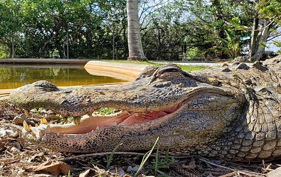 Miami: Original Everglades Airboat Tour & Interpretive area - Coopertown Everglades: where your day starts (and why that matters)