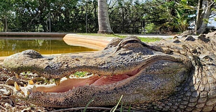 Miami: Original Everglades Airboat Tour & Interpretive area - The 40–45 minute airboat ride: sawgrass prairies to hardwood hammocks