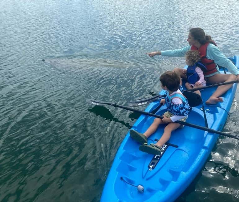 Miami: Paddle Board or Kayak Rental - PADL Beach Club - Wildlife spotting: what you can time and what you just watch for