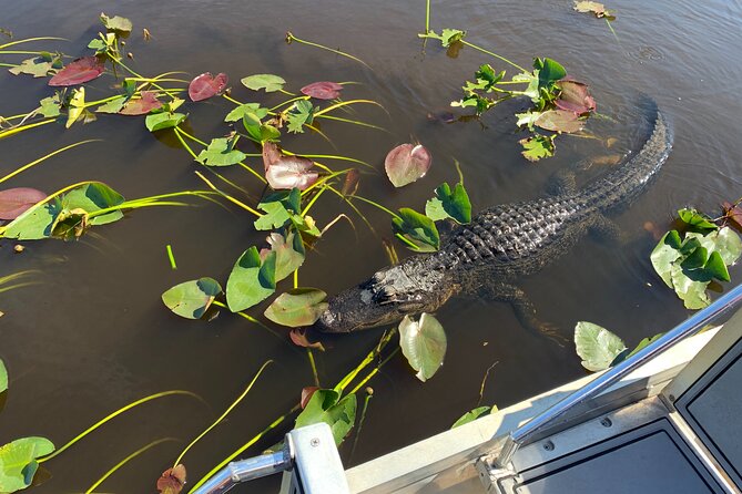 Miami / Port: Everglades Airboat Wildlife Experience - The educational wildlife talk: how it makes the sights stick