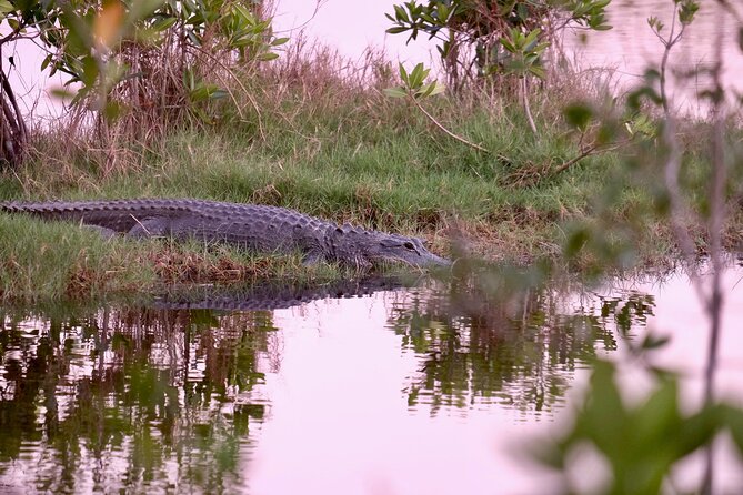 Miami / Port: Everglades Airboat Wildlife Experience - Timing, trip length, and check-in: plan for fewer surprises