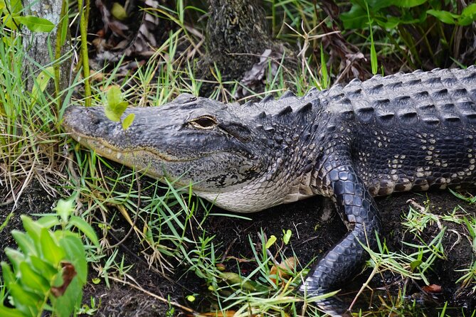Miami / Port: Everglades Airboat Wildlife Experience - Should you book this Everglades airboat experience?