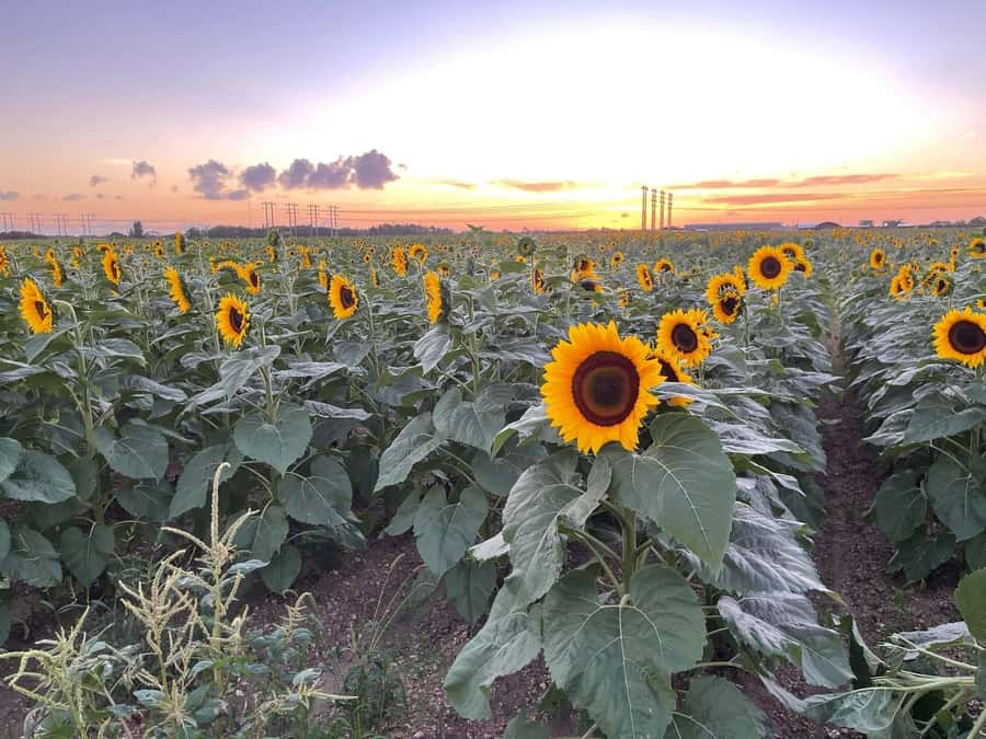 Miami's Ultimate ATV Adventure- Free Passenger & Safety Gear - Sunflower Farm Stop: Scenic Breaks and Photo Time