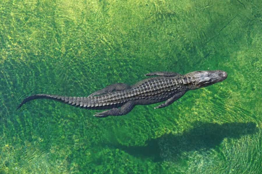 Miami: Small Group Tour w/Everglades, Little Havana & Cruise - Miami Beach Pass-By: White Sand and Palm Lines on the Way