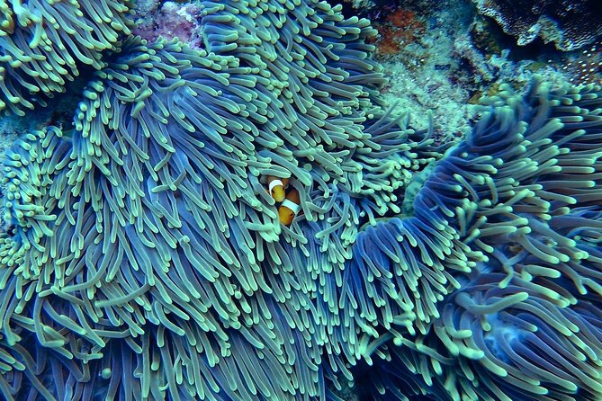 Miami: Snorkeling Adventure in Miami for Beginners Private Yacht - What you’re really paying for: the $299 private yacht value