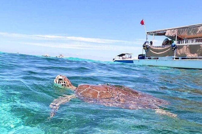 Miami: Snorkeling Experience - The snorkeling stop: sandbar/island time for real swimming
