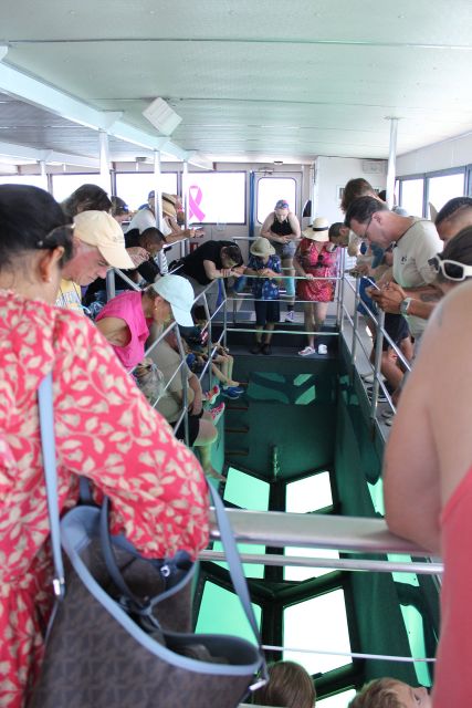 Miami to Key West Shuttle: Dolphin, Snorkeling & More - Glass-bottom boat: what you’re really paying for