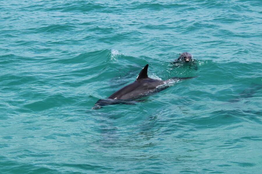 Miami to Key West Shuttle: Dolphin, Snorkeling & More - What to pack (and what to buy) for a long Keys day