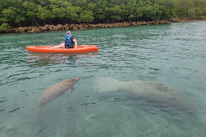 Nature & Island Exploration on SUP/Kayak - Where this Miami mangrove tour shines (SUP or kayak + wildlife focus)